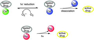 Graphical abstract: Transition metal complexes with bioactive ligands: mechanisms for selective ligand release and applications for drug delivery