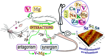 Graphical abstract: Effects of vanadium (V) and magnesium (Mg) on rat bone tissue: mineral status and micromorphology. Consequences of V–Mg interactions