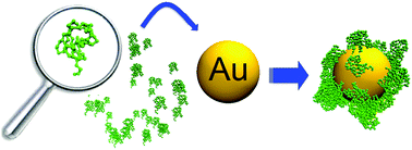 Graphical abstract: A closer look into the ubiquitin corona on gold nanoparticles by computational studies
