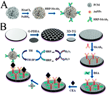 Graphical abstract: An electrochemical immunoassay based on trepang-like gold electrodes and nanogold functionalized flower-like hierarchical carbon materials with improved sensitivity