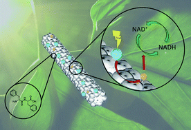 Graphical abstract: An integrated artificial photosynthesis system based on peptide nanotubes