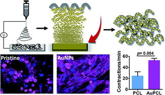 Graphical abstract: Coiled fiber scaffolds embedded with gold nanoparticles improve the performance of engineered cardiac tissues