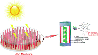 Graphical abstract: A nanoscale bio-inspired light-harvesting system developed from self-assembled alkyl-functionalized metallochlorin nano-aggregates