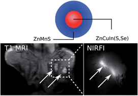 Graphical abstract: Multimodal Mn-doped I–III–VI quantum dots for near infrared fluorescence and magnetic resonance imaging: from synthesis to in vivo application