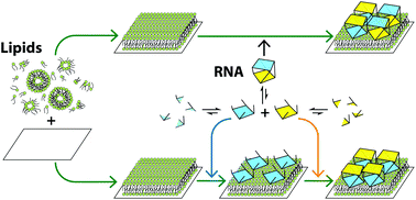 Graphical abstract: Assembly of RNA nanostructures on supported lipid bilayers