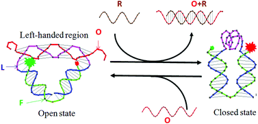Graphical abstract: A nanomotor involves a metastable, left-handed DNA duplex