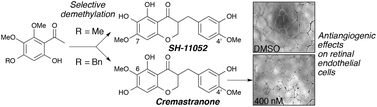 Graphical abstract: The first synthesis of the antiangiogenic homoisoflavanone, cremastranone
