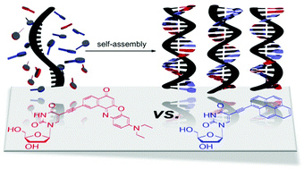 Graphical abstract: Mixed non-covalent assemblies of ethynyl nile red and ethynyl pyrene along oligonucleotide templates