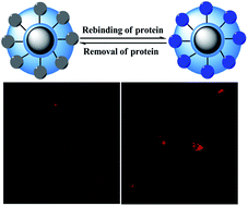 Graphical abstract: Fluorescent and magnetic dual-responsive coreshell imprinting microspheres strategy for recognition and detection of phycocyanin