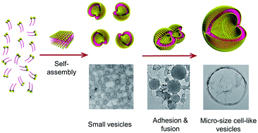 Graphical abstract: Micro-size cell-like vesicles based on gemini-like amphiphilic peptide