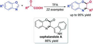 Graphical abstract: Unexpected TFA-catalyzed tandem reaction of benzo[d]oxazoles with 2-oxo-2-arylacetic acids: synthesis of 3-aryl-2H-benzo[b][1,4]oxazin-2-ones and cephalandole A