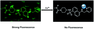 Graphical abstract: A highly selective turn-off fluorescent probe for Cu(ii) based on a dansyl derivative and its application in living cell imaging