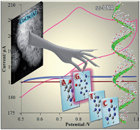 Graphical abstract: Application of cobalt oxide nanostructured modified aluminium electrode for electrocatalytic oxidation of guanine and single-strand DNA