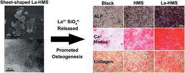 Graphical abstract: In vitro osteogenesis of mesenchymal stem cells promoted by the release of La3+ and SiO44− from sheet-shaped lanthanum dropped hexagonal mesoporous silicon