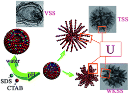 Graphical abstract: One-step template-directed synthesis of walnut-kernel- and tremella-like silica spheres composed of U-shaped mesoporous structures based on pH-induced colloid aggregation