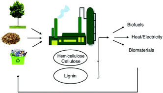 Graphical abstract: The pros and cons of lignin valorisation in an integrated biorefinery