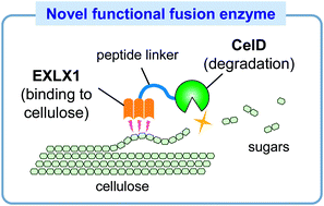 Graphical abstract: A fusion enzyme consisting of bacterial expansin and endoglucanase for the degradation of highly crystalline cellulose