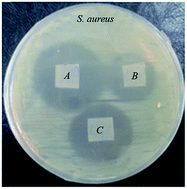 Graphical abstract: Antibacterial and antiadhesive properties of butyl-methylimidazolium ionic liquids toward pathogenic bacteria