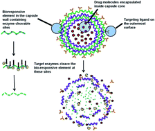 Graphical abstract: Dual enzyme responsive and targeted nanocapsules for intracellular delivery of anticancer agents