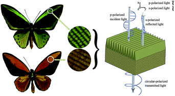 Graphical abstract: Polarization-sensitive color in iridescent scales of butterfly Ornithoptera