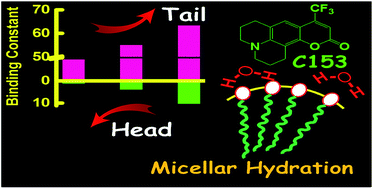 Graphical abstract: Modulated photophysics and rotational-relaxation dynamics of coumarin 153 in nonionic micelles: the role of headgroup size and tail length of the surfactants