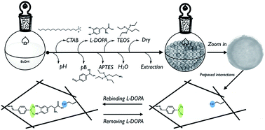 Graphical abstract: A facile one-pot synthesis of l-DOPA imprinted silica nanospheres for chiral separation and in vitro controlled release