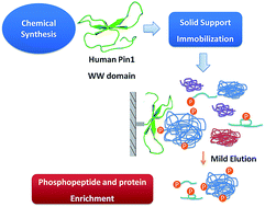 Graphical abstract: An in silico and chemical approach towards small protein production and application in phosphoproteomics