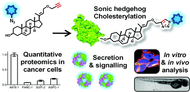 Graphical abstract: New chemical probes targeting cholesterylation of Sonic Hedgehog in human cells and zebrafish