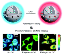Graphical abstract: Core–shell structured phosphorescent nanoparticles for detection of exogenous and endogenous hypochlorite in live cells via ratiometric imaging and photoluminescence lifetime imaging microscopy