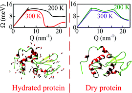 Graphical abstract: One role of hydration water in proteins: key to the “softening” of short time intraprotein collective vibrations of a specific length scale