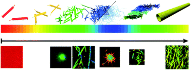 Graphical abstract: Mapping amyloid-β(16-22) nucleation pathways using fluorescence lifetime imaging microscopy