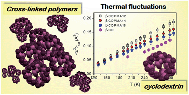 Graphical abstract: Thermal fluctuations in chemically cross-linked polymers of cyclodextrins