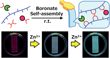 Graphical abstract: A boronate hydrogel film containing organized two-component dyes as a multicolor fluorescent sensor for heavy metal ions in water