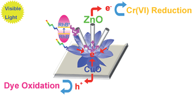 Graphical abstract: Photogenerated electron reservoir in hetero-p–n CuO–ZnO nanocomposite device for visible-light-driven photocatalytic reduction of aqueous Cr(vi)
