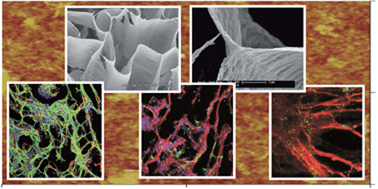 Graphical abstract: 3D free-standing porous scaffolds made of graphene oxide as substrates for neural cell growth