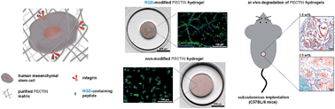 Graphical abstract: Biofunctionalized pectin hydrogels as 3D cellular microenvironments