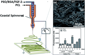 Graphical abstract: Electrospun PCL/PEO coaxial fibers for basic fibroblast growth factor delivery
