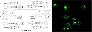 Graphical abstract: A membrane permeable fluorescent Ca2+ probe based on bis-BODIPY with branched PEG