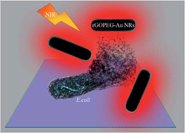 Graphical abstract: Plasmonic photothermal destruction of uropathogenic E. coli with reduced graphene oxide and core/shell nanocomposites of gold nanorods/reduced graphene oxide