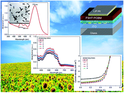 Graphical abstract: Plasmonic-enhanced polymer photovoltaic cells based on Au nanoparticles with wide absorption spectra of 300–1000 nm