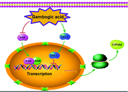 Graphical abstract: Gambogic acid suppresses cytochrome P450 3A4 by downregulating pregnane X receptor and up-regulating DEC1 in human hepatoma HepG2 cells