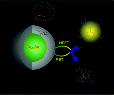 Graphical abstract: Polydopamine-embedded Cu2−xSe nanoparticles as a sensitive biosensing platform through the coupling of nanometal surface energy transfer and photo-induced electron transfer