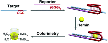 Graphical abstract: A smart tailor-made G-clip reporter for sensitive detection of G-triplet-containing sequences