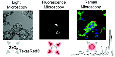Graphical abstract: ZrO2 nanoparticles labeled via a native protein corona: detection by fluorescence microscopy and Raman microspectroscopy in rat lungs