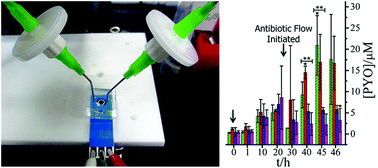 Graphical abstract: Electrochemically monitoring the antibiotic susceptibility of Pseudomonas aeruginosa biofilms