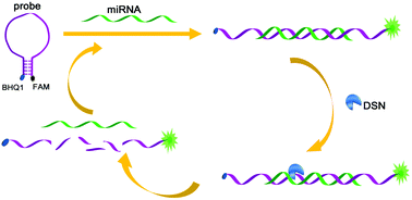 Graphical abstract: A simple molecular beacon with duplex-specific nuclease amplification for detection of microRNA