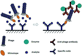 Graphical abstract: Mimetic peptide and special antibody: promising agents for optimizing hapten-analyzing systems