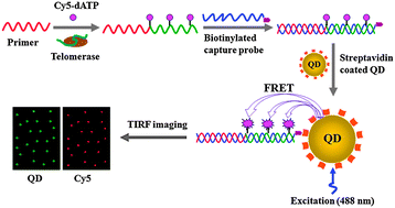 Graphical abstract: A single quantum dot-based biosensor for telomerase assay