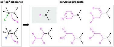 Graphical abstract: sp2–sp3 diboranes: astounding structural variability and mild sources of nucleophilic boron for organic synthesis