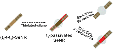 Graphical abstract: Distinct reactivities on segmented selenium nanorods